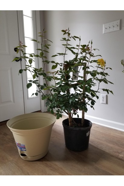 Троянда плетиста Голден Шауерс посадка в горщик